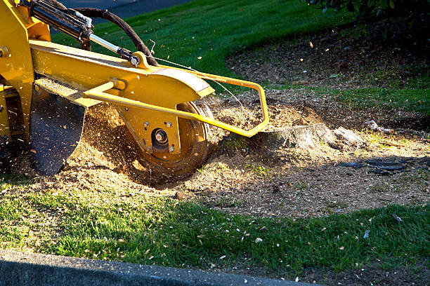 Best Dead Tree Removal  in St Joseph, MN